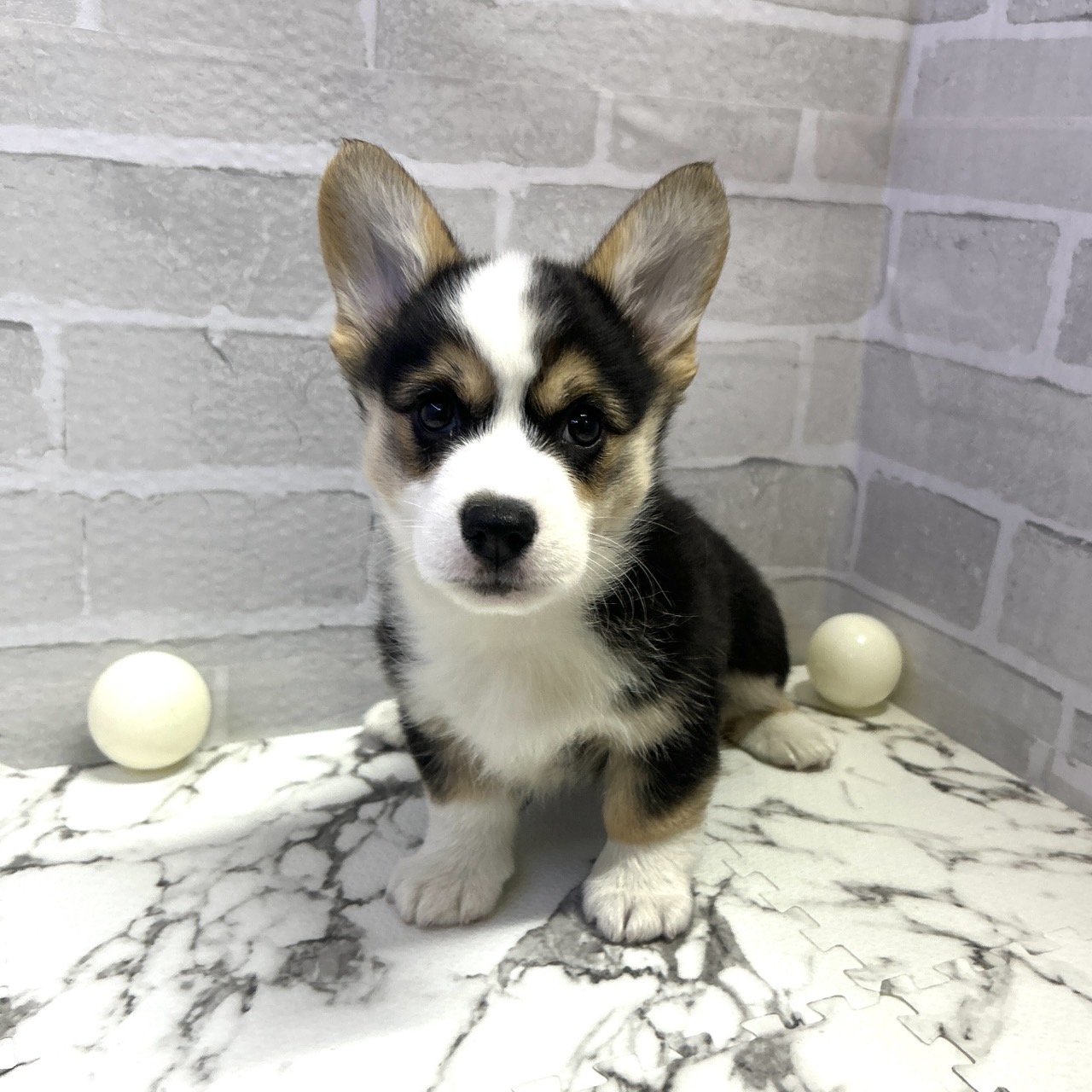 愛知県のウェルシュコーギーペンブローク (犬の家＆猫の里岡崎店/2025年9月15日生まれ/女の子/ブラックタンホワイト)の子犬の3枚目の画像