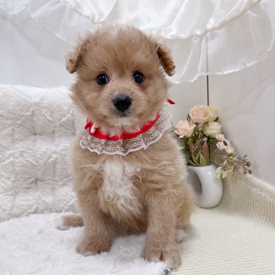 岐阜県のポメプー(ポメラニアン×プードル) (犬の家＆猫の里カラフルタウン岐阜店/2025年9月16日生まれ/男の子/アプリコットホワイト)の子犬の1枚目の画像