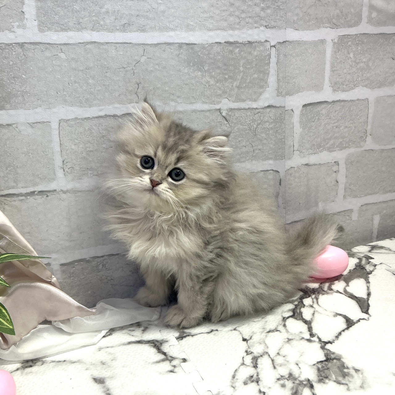 愛知県のスコティッシュストレート (犬の家＆猫の里岡崎店/2025年9月14日生まれ/男の子/シルバータビーホワイト)の子猫の3枚目の画像