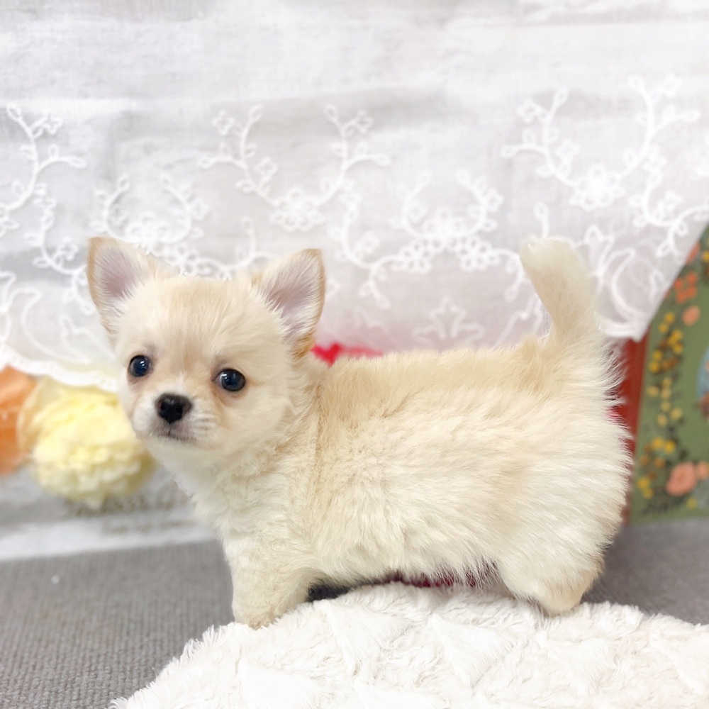 京都府のチワワ(ロング) (犬の家＆猫の里京都樟葉店/2025年9月15日生まれ/男の子/クリームホワイト)の子犬の3枚目の画像