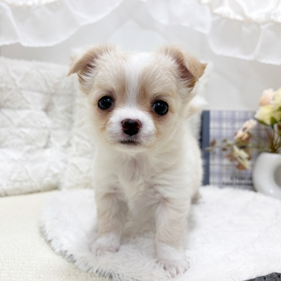 岐阜県のチワワ(ロング) (犬の家＆猫の里カラフルタウン岐阜店/2025年9月15日生まれ/女の子/クリームホワイト)の子犬の3枚目の画像