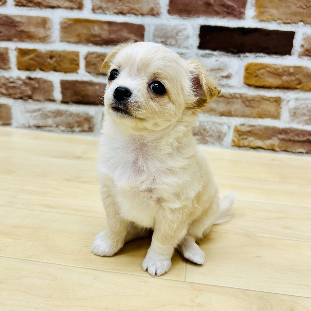 愛知県のチワワ(ロング) (犬の家＆猫の里七宝店/2025年9月15日生まれ/女の子/クリームホワイト)の子犬の3枚目の画像