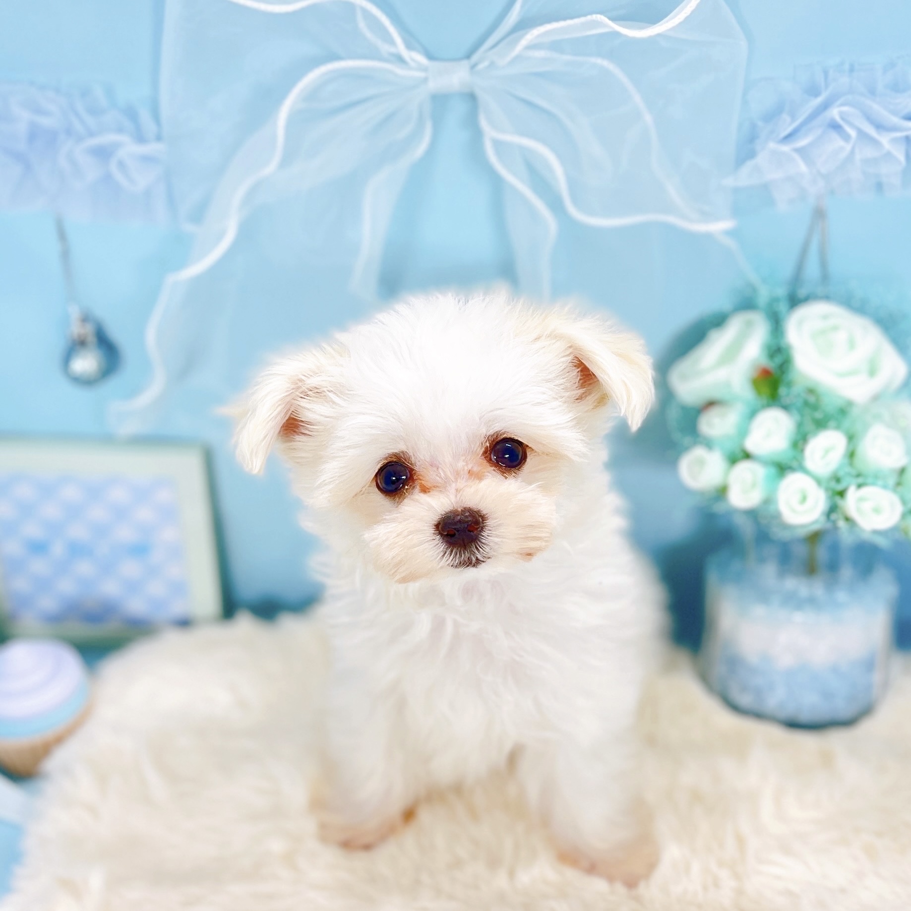 福井県のチワマル/マルチワ(チワワ×マルチーズ) (犬の家＆猫の里アミーゴ福井大和田店/2025年9月16日生まれ/男の子/クリームホワイト)の子犬の3枚目の画像