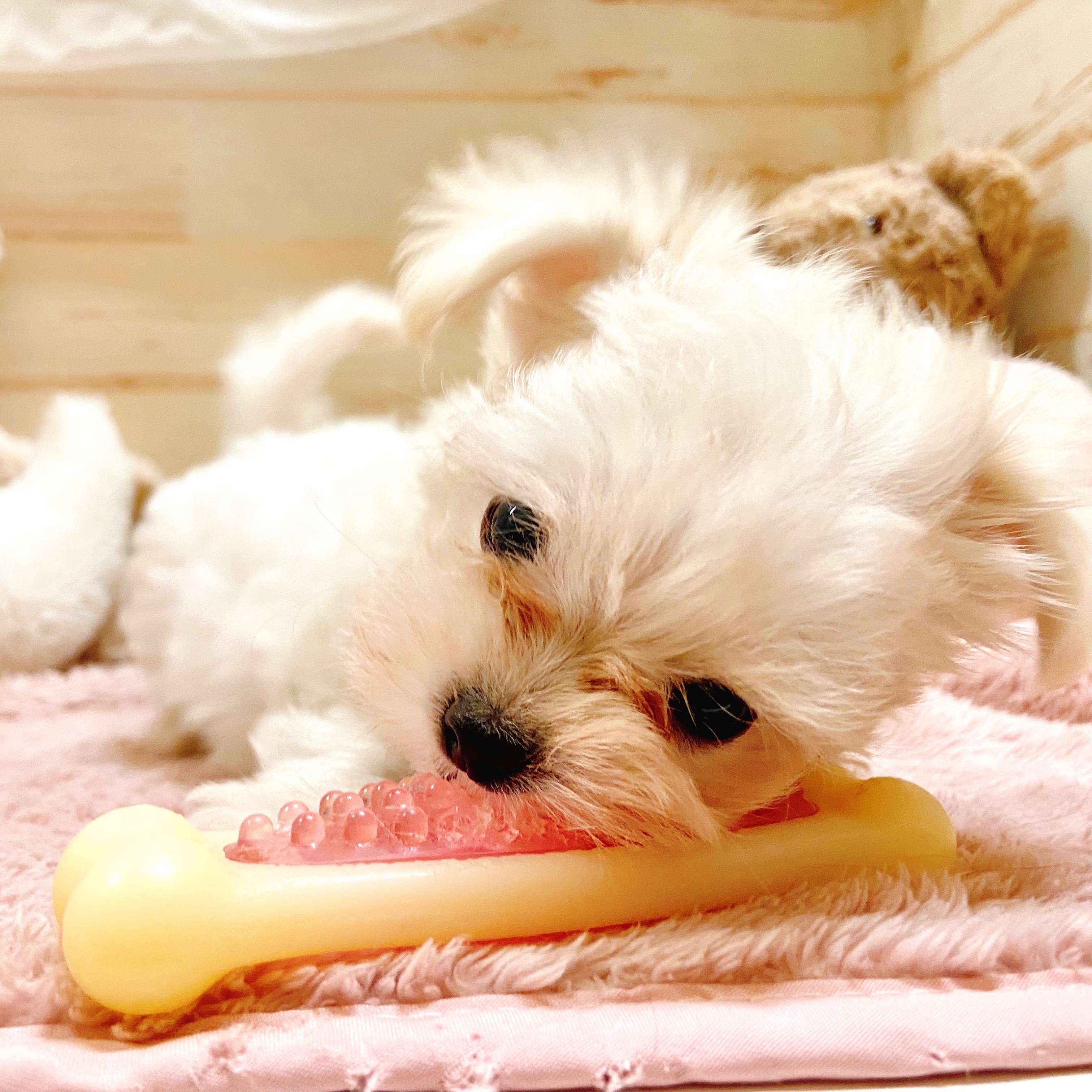 兵庫県のチワマル/マルチワ(チワワ×マルチーズ) (犬の家＆猫の里神戸店/2025年9月16日生まれ/女の子/ホワイトクリーム)の子犬の3枚目の画像