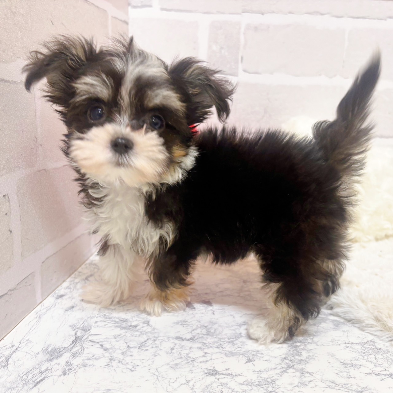 京都府のチワマル/マルチワ(チワワ×マルチーズ) (犬の家＆猫の里京都精華店/2025年9月16日生まれ/女の子/ブラッククリームホワイト)の子犬の3枚目の画像