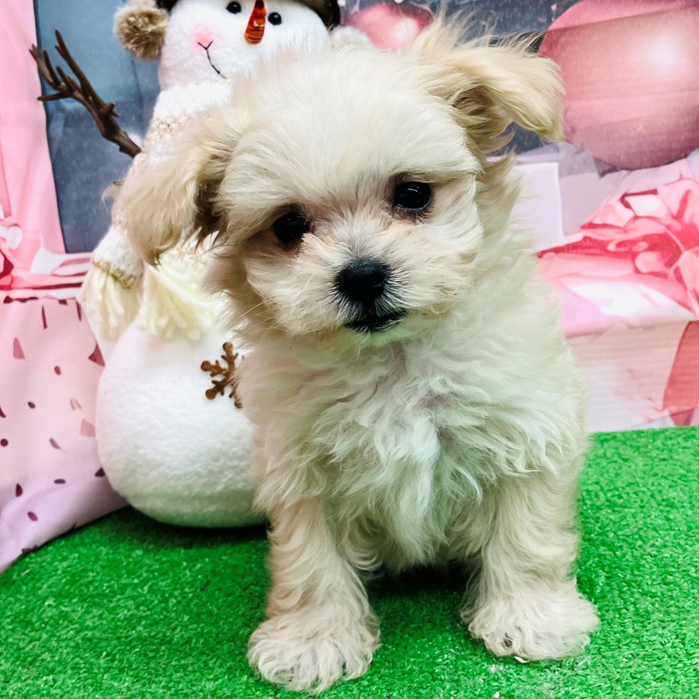 愛知県のマルプー(マルチーズ×プードル) (犬の家＆猫の里名古屋天白店/2025年9月17日生まれ/男の子/クリーム)の子犬の3枚目の画像