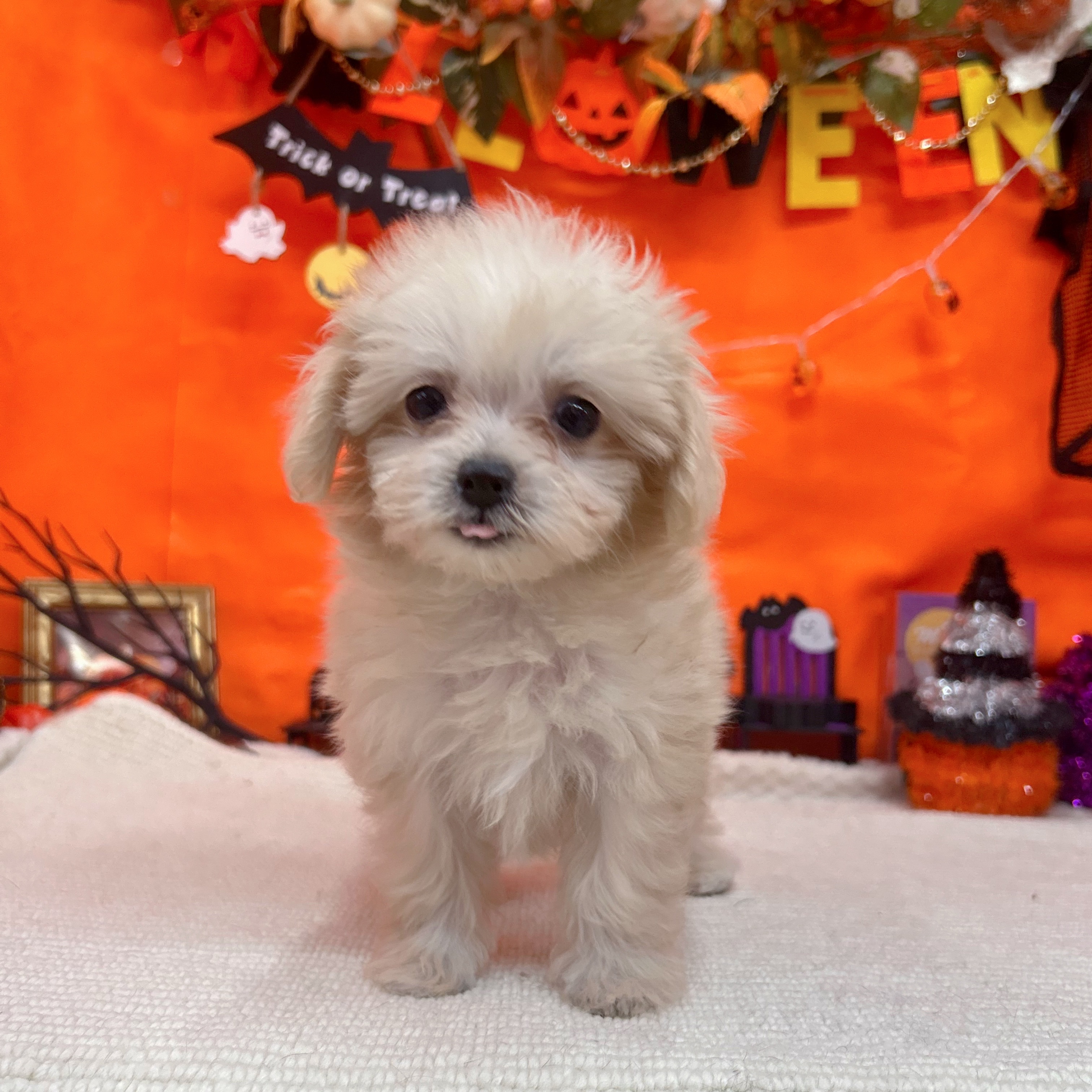 岐阜県のマルプー(マルチーズ×プードル) (犬の家＆猫の里岐南店/2025年9月17日生まれ/女の子/クリーム)の子犬の3枚目の画像