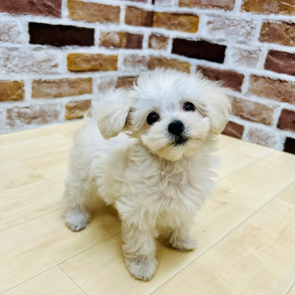 愛知県のマルプー(マルチーズ×プードル) (犬の家＆猫の里七宝店/2025年9月17日生まれ/女の子/クリーム)の子犬の3枚目の画像