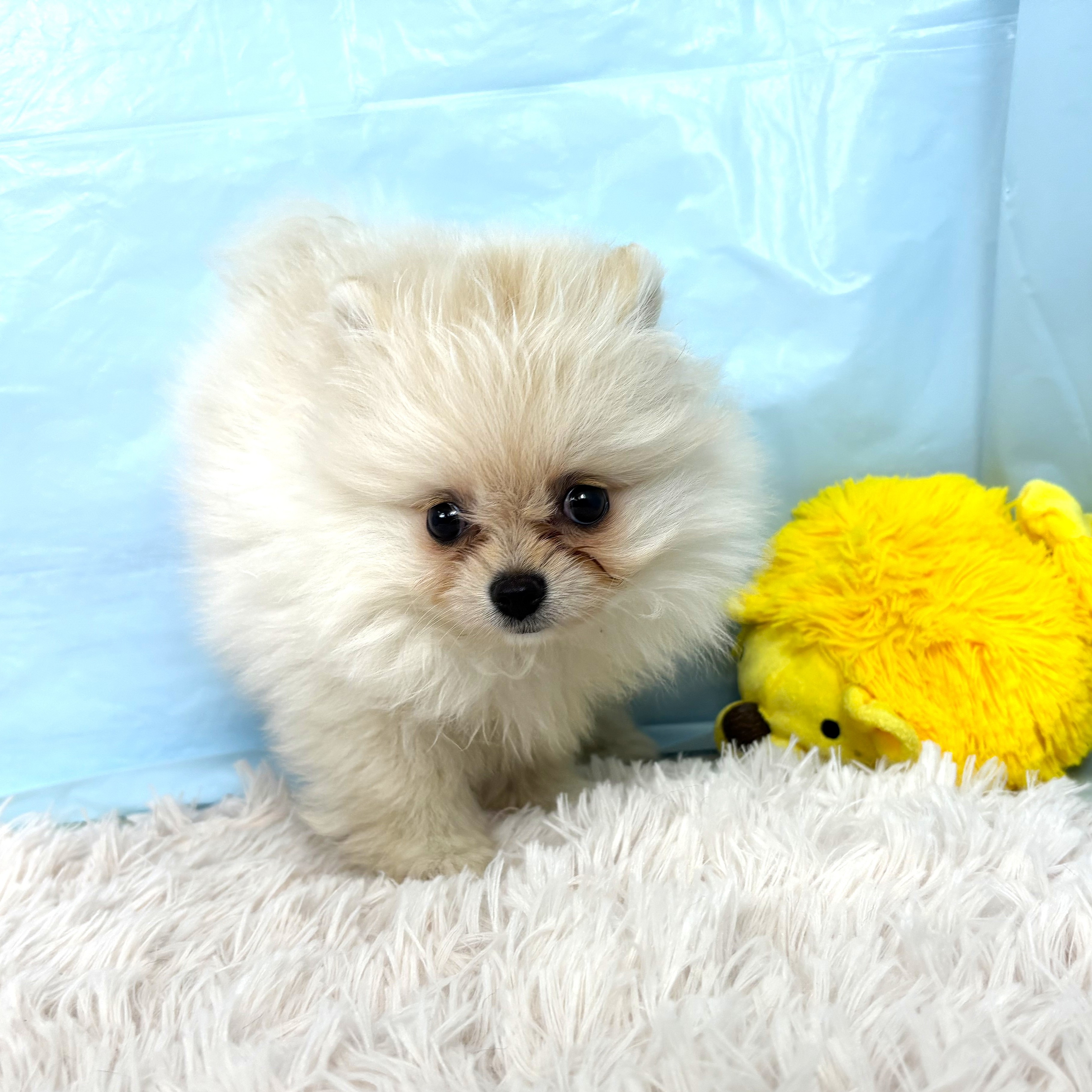 兵庫県のポメラニアン (犬の家＆猫の里川西店/2025年9月15日生まれ/女の子/クリーム)の子犬の3枚目の画像