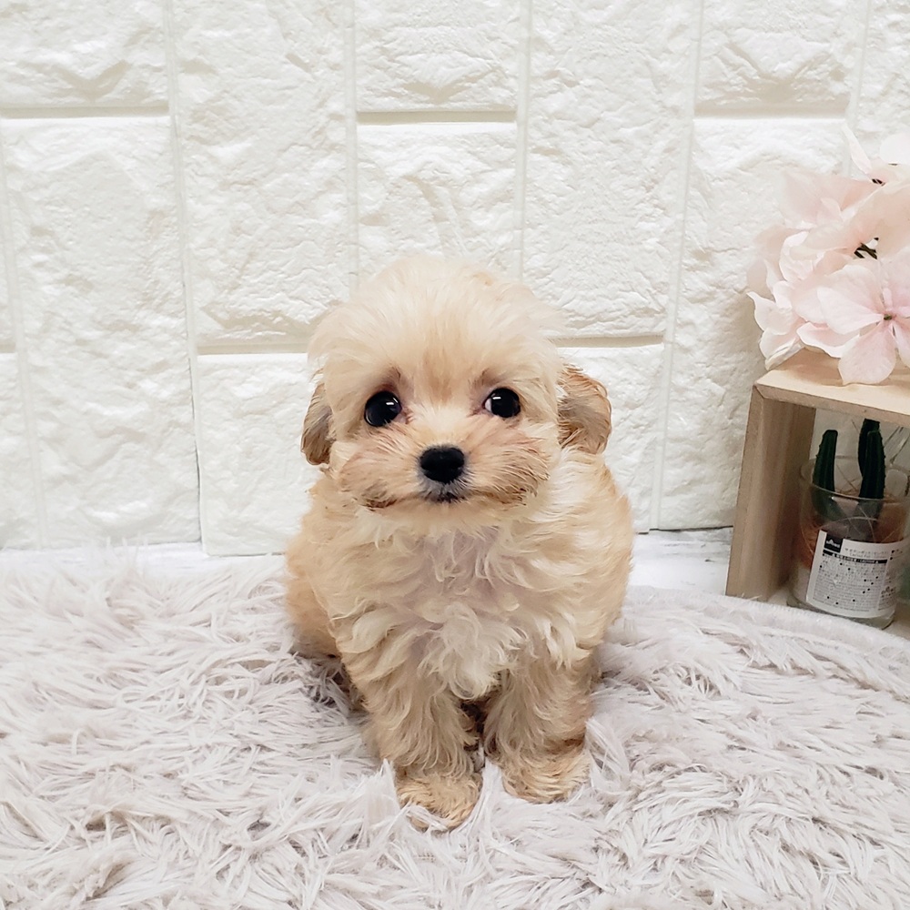 岡山県のチワプー/プーチー(チワワ×プードル) (犬の家＆猫の里岡山店/2025年9月15日生まれ/女の子/アプリコット)の子犬の3枚目の画像