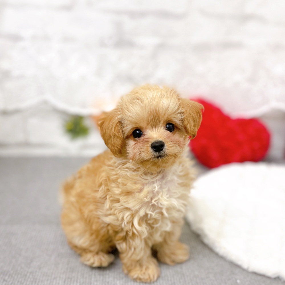 京都府のチワプー/プーチー(チワワ×プードル) (犬の家＆猫の里京都樟葉店/2025年9月15日生まれ/男の子/アプリコット)の子犬の3枚目の画像