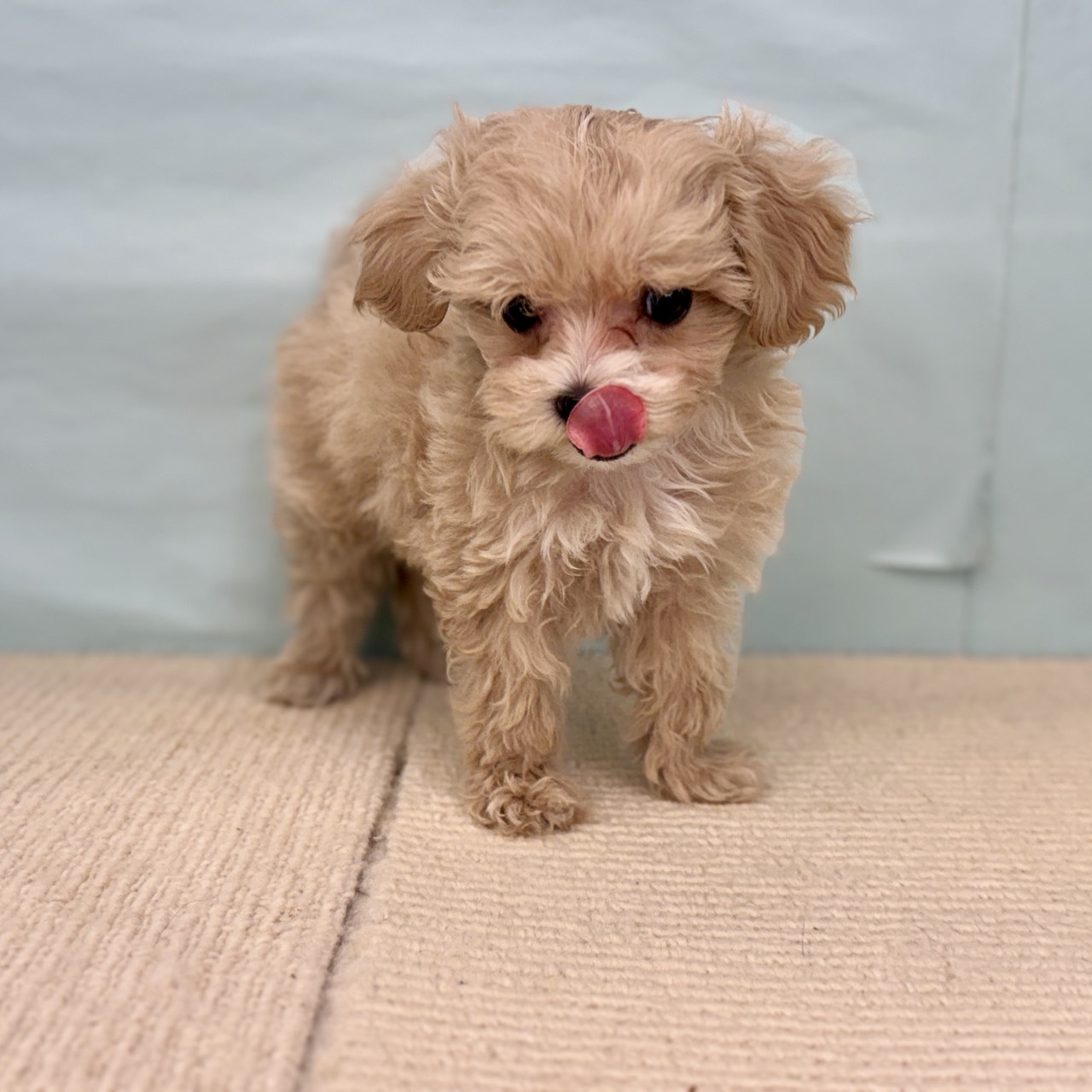 愛知県のマルプー(マルチーズ×プードル) (犬の家＆猫の里春日井本店/2025年9月17日生まれ/女の子/アプリコット)の子犬の3枚目の画像