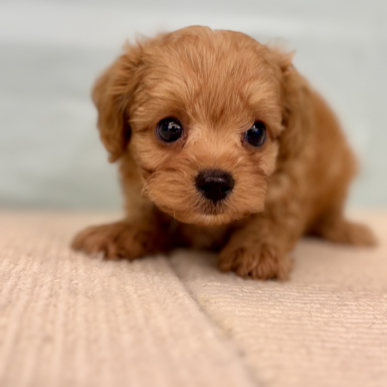 愛知県のポメプー(ポメラニアン×プードル) (犬の家＆猫の里春日井本店/2025年9月16日生まれ/男の子/レッド)の子犬の3枚目の画像