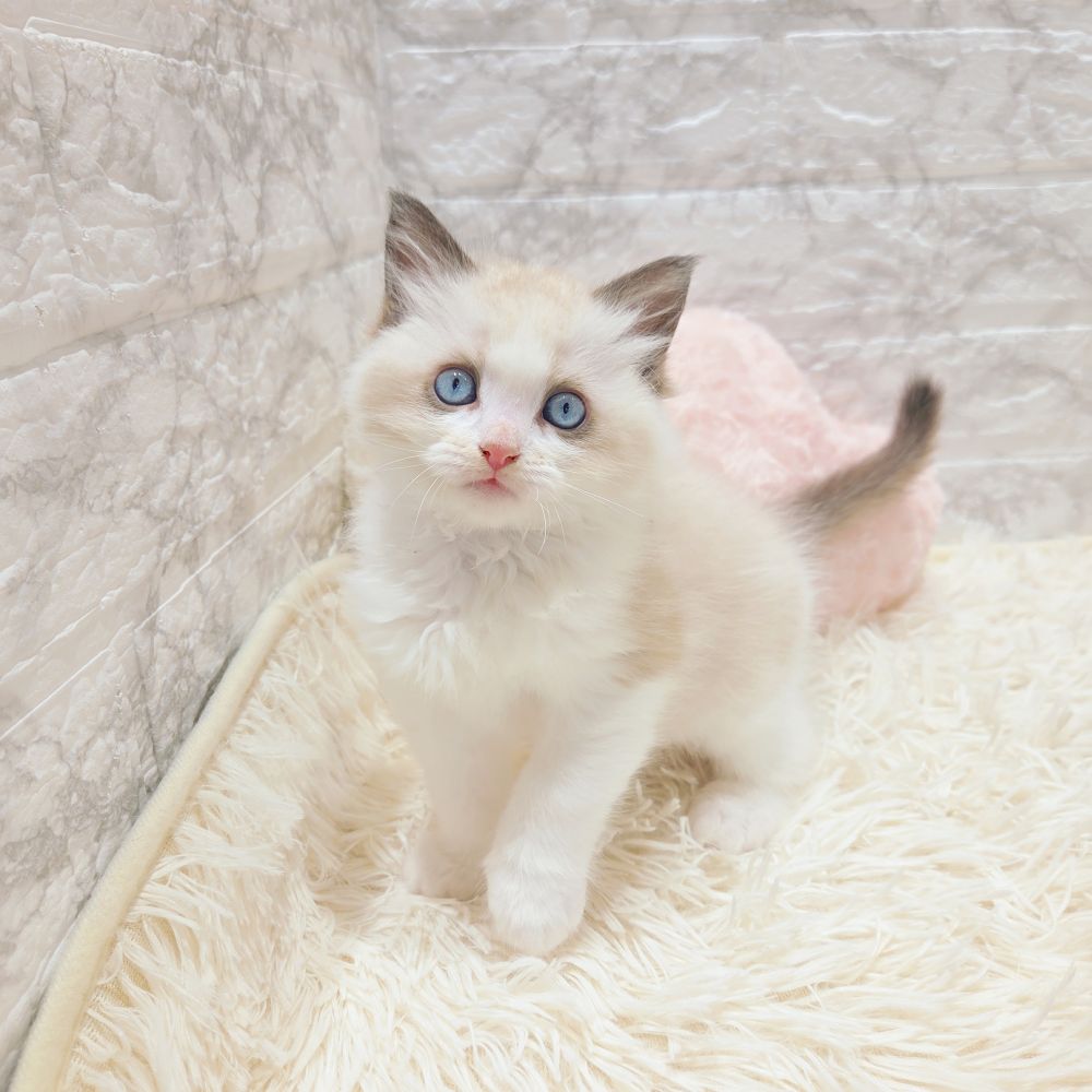 愛知県のラグドール (犬の家＆猫の里MiO香久山店/2025年9月16日生まれ/女の子/シールポイントバイカラー)の子猫の3枚目の画像