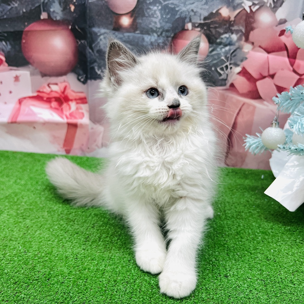 愛知県のラグドール (犬の家＆猫の里名古屋天白店/2025年9月16日生まれ/女の子/ブルーポイントバイカラー)の子猫の3枚目の画像