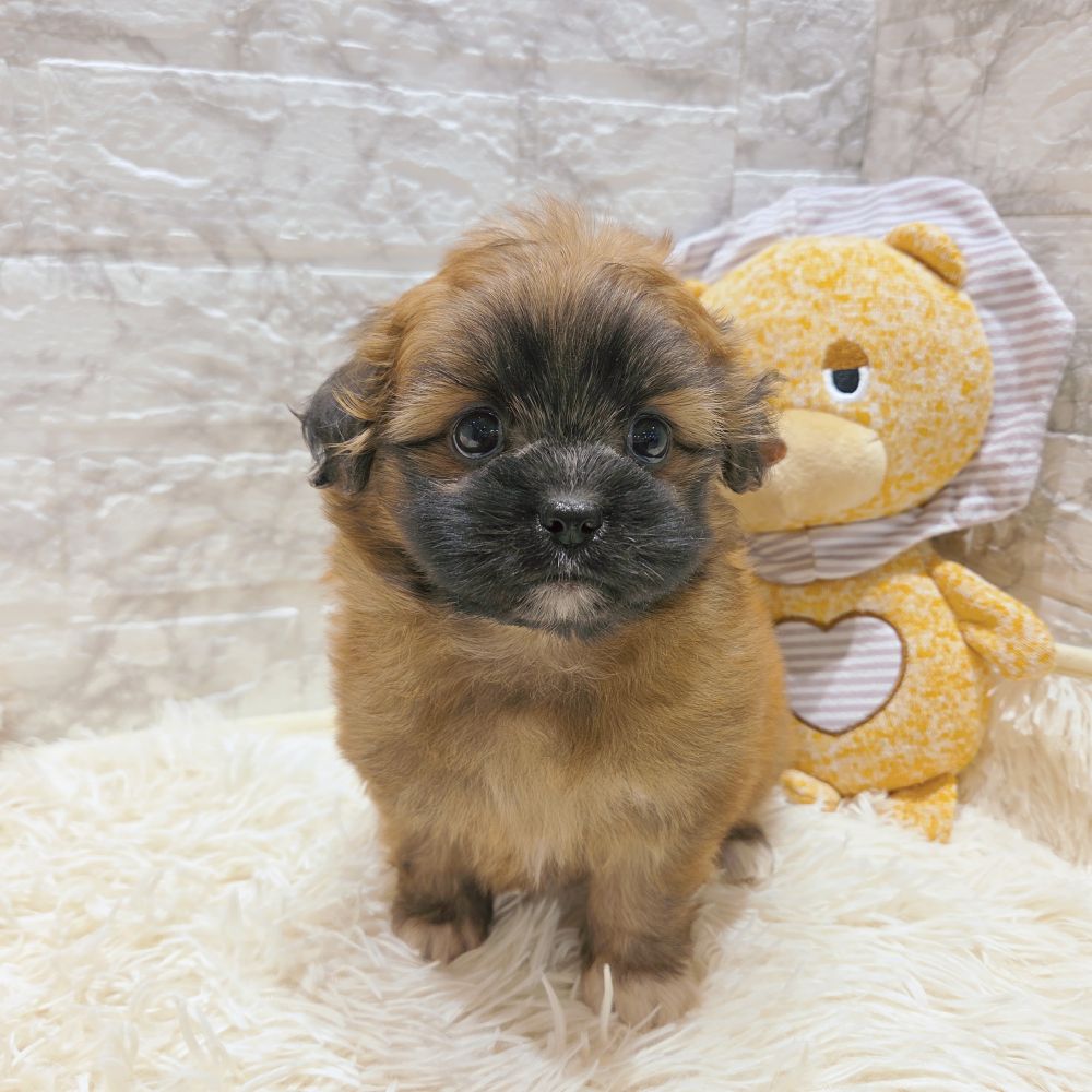 愛知県のポメズー/ポメシーズ(ポメラニアン×シーズー) (犬の家＆猫の里MiO香久山店/2025年9月17日生まれ/女の子/レッド)の子犬の3枚目の画像