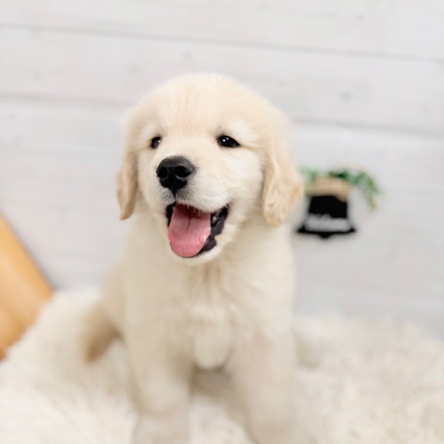 愛知県のゴールデンレトリバー (犬の家＆猫の里豊田店/2025年9月16日生まれ/男の子/ゴールデン)の子犬の1枚目の画像