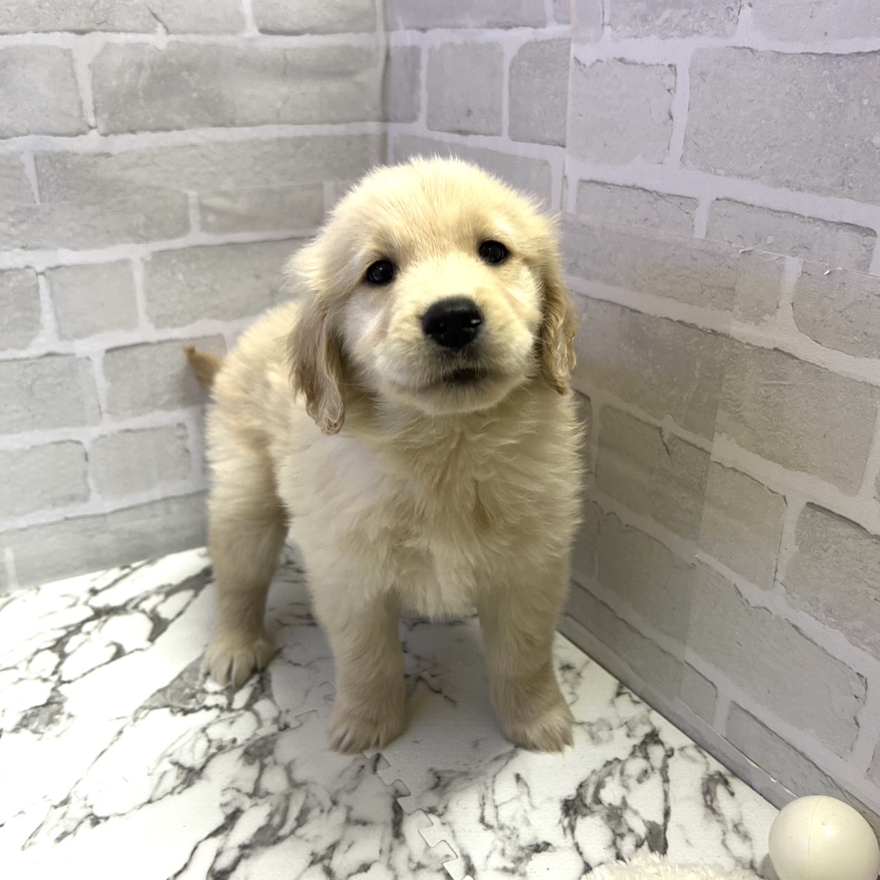 愛知県のゴールデンレトリバー (犬の家＆猫の里岡崎店/2025年9月16日生まれ/男の子/ゴールデン)の子犬の3枚目の画像