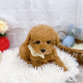 滋賀県のトイプードル(トイ) (犬の家＆猫の里長浜店/2025年9月18日生まれ/女の子/オレンジフォーン)の子犬の3枚目の画像