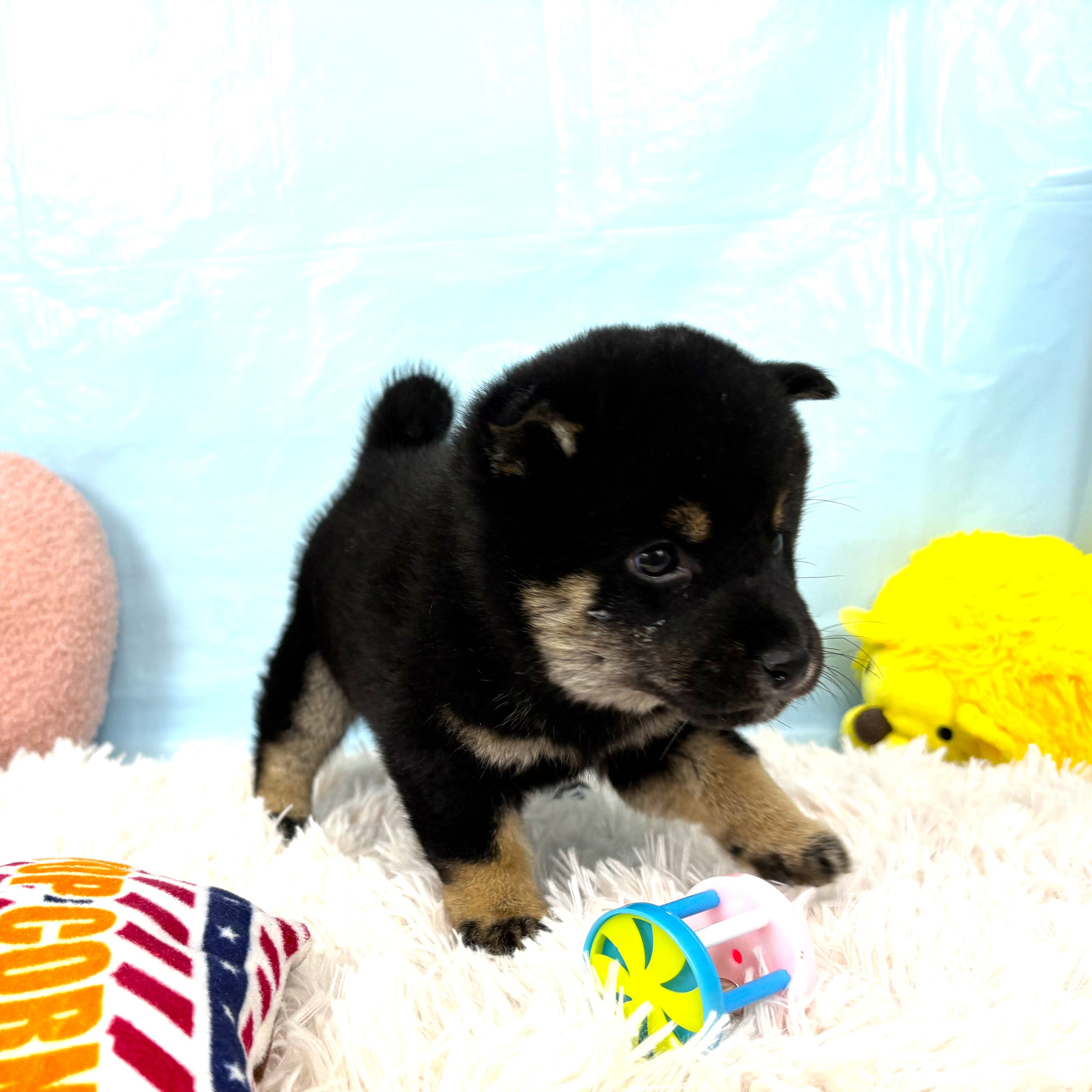 兵庫県の柴犬(標準サイズ) (犬の家＆猫の里川西店/2025年9月18日生まれ/男の子/黒)の子犬の3枚目の画像