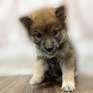 兵庫県の豆柴 (犬の家＆猫の里カナート西神戸店/2025年9月18日生まれ/男の子/赤)の子犬の3枚目の画像