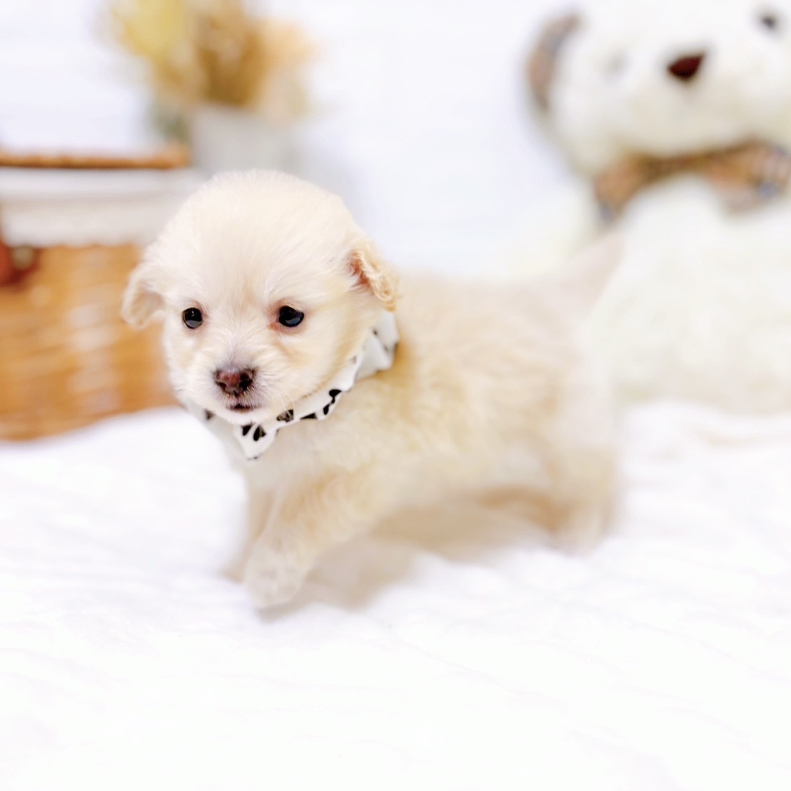 滋賀県のポメックス(ポメラニアン×ダックス) (犬の家＆猫の里近江八幡店/2025年9月16日生まれ/女の子/クリーム)の子犬の3枚目の画像