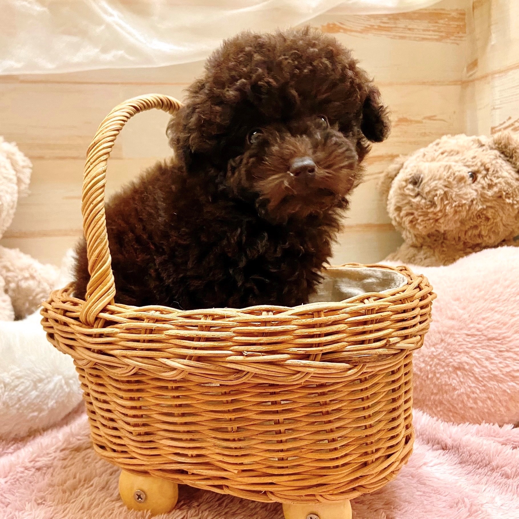 兵庫県のトイプードル(トイ) (犬の家＆猫の里神戸店/2025年9月16日生まれ/女の子/ブラウン)の子犬の3枚目の画像