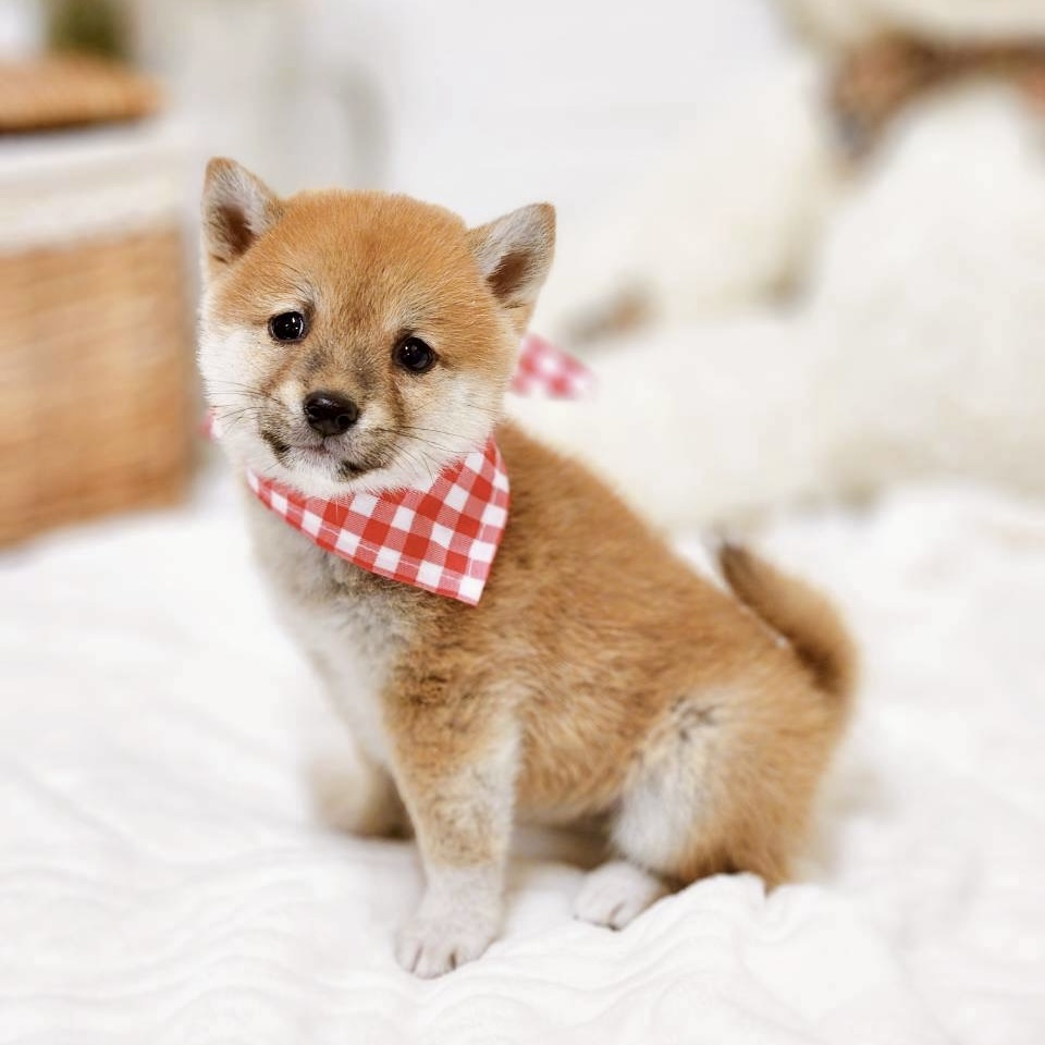 滋賀県の豆柴 (犬の家＆猫の里近江八幡店/2025年9月16日生まれ/女の子/赤)の子犬の3枚目の画像