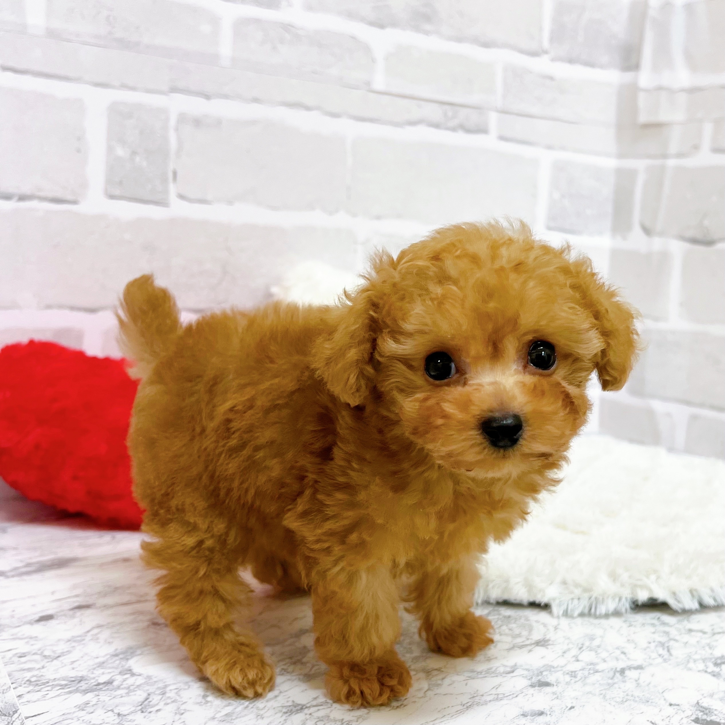 京都府のトイプードル(ティーカップ) (犬の家＆猫の里京都精華店/2025年9月16日生まれ/男の子/オレンジフォーン)の子犬の3枚目の画像