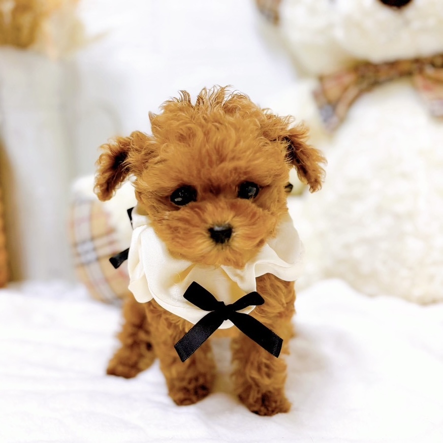 滋賀県のトイプードル(タイニー) (犬の家＆猫の里近江八幡店/2025年9月15日生まれ/女の子/レッドフォーン)の子犬の3枚目の画像