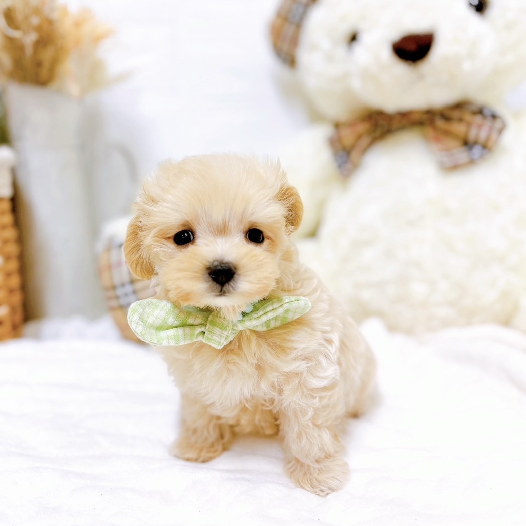 滋賀県のマルプー(マルチーズ×プードル) (犬の家＆猫の里近江八幡店/2025年9月17日生まれ/男の子/アプリコット)の子犬の3枚目の画像