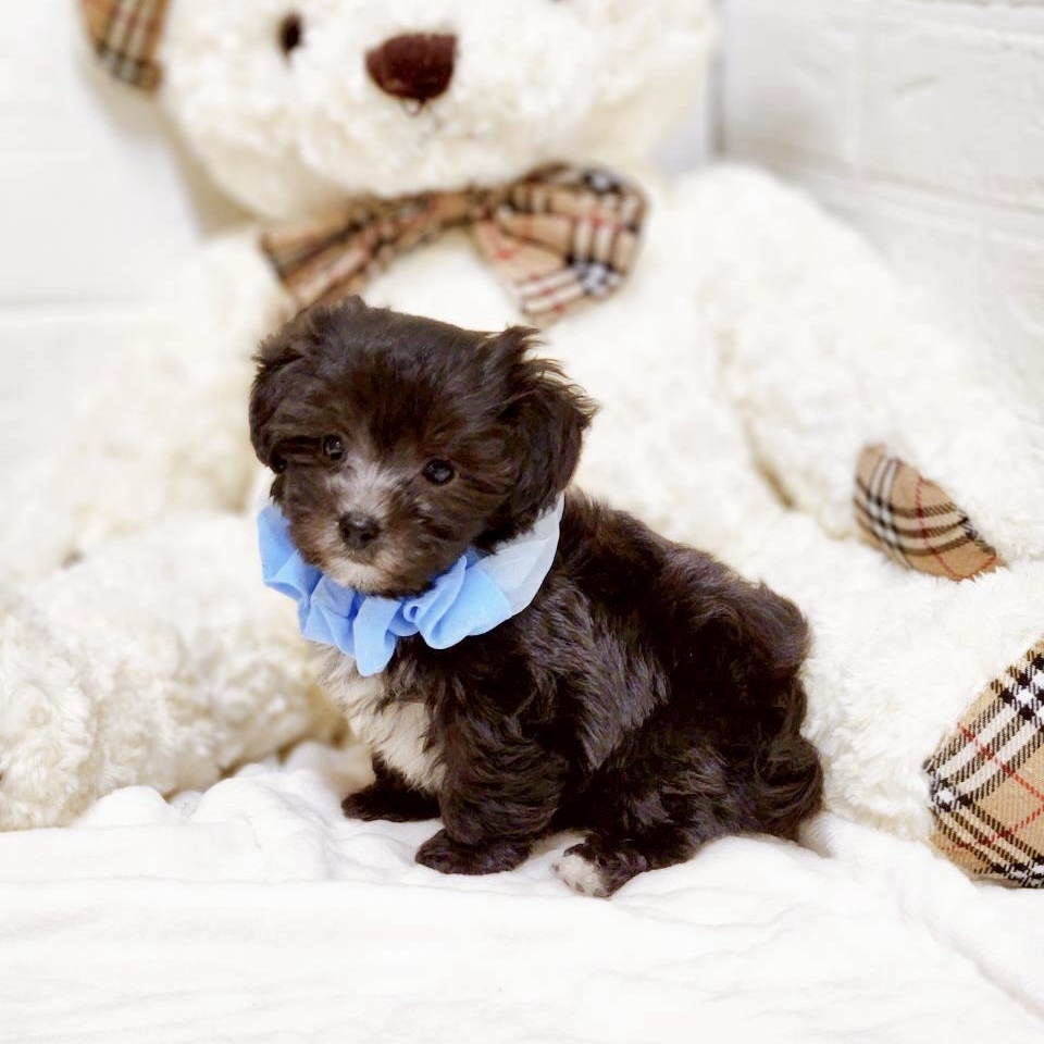 滋賀県のマルプー(マルチーズ×プードル) (犬の家＆猫の里近江八幡店/2025年9月16日生まれ/男の子/ブラック)の子犬の3枚目の画像