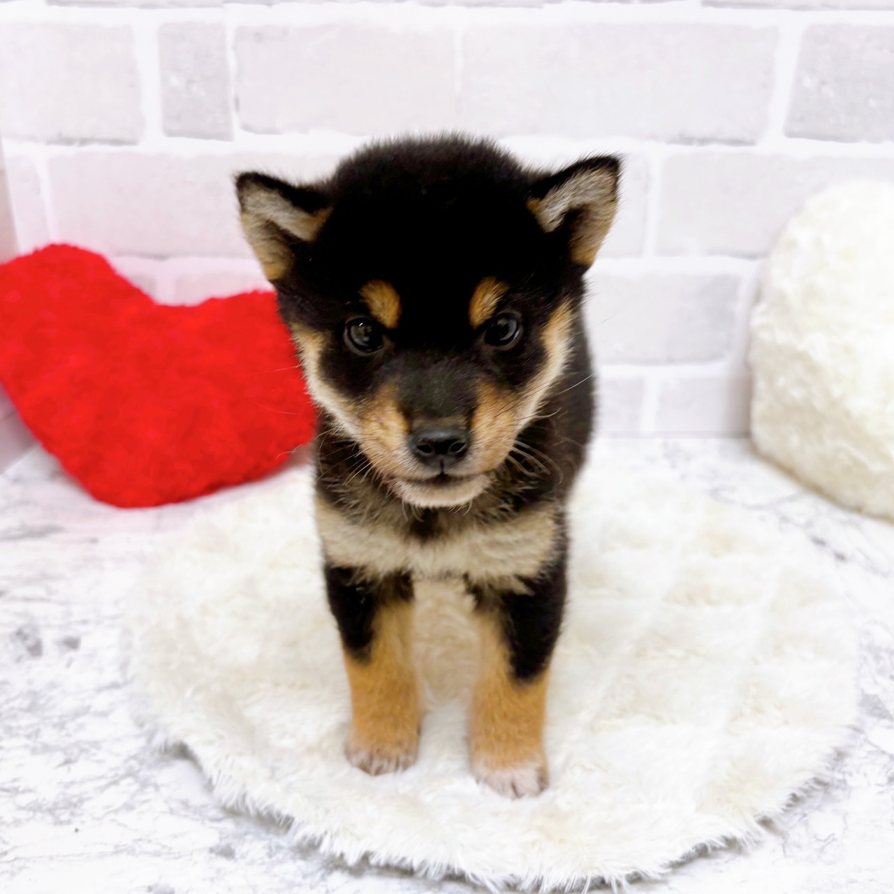 京都府の柴犬(標準サイズ) (犬の家＆猫の里京都精華店/2025年9月17日生まれ/女の子/黒)の子犬の3枚目の画像