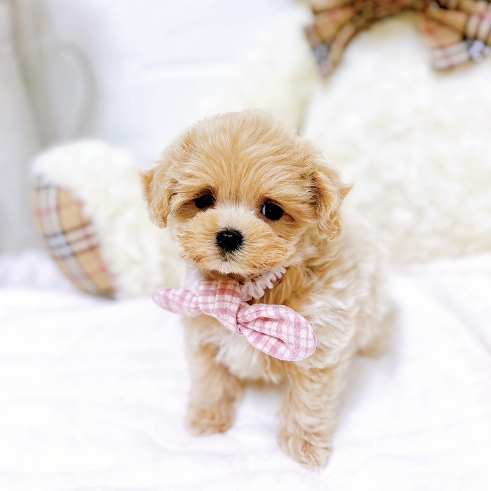 滋賀県のマルプー(マルチーズ×プードル) (犬の家＆猫の里近江八幡店/2025年9月17日生まれ/女の子/アプリコット)の子犬の3枚目の画像