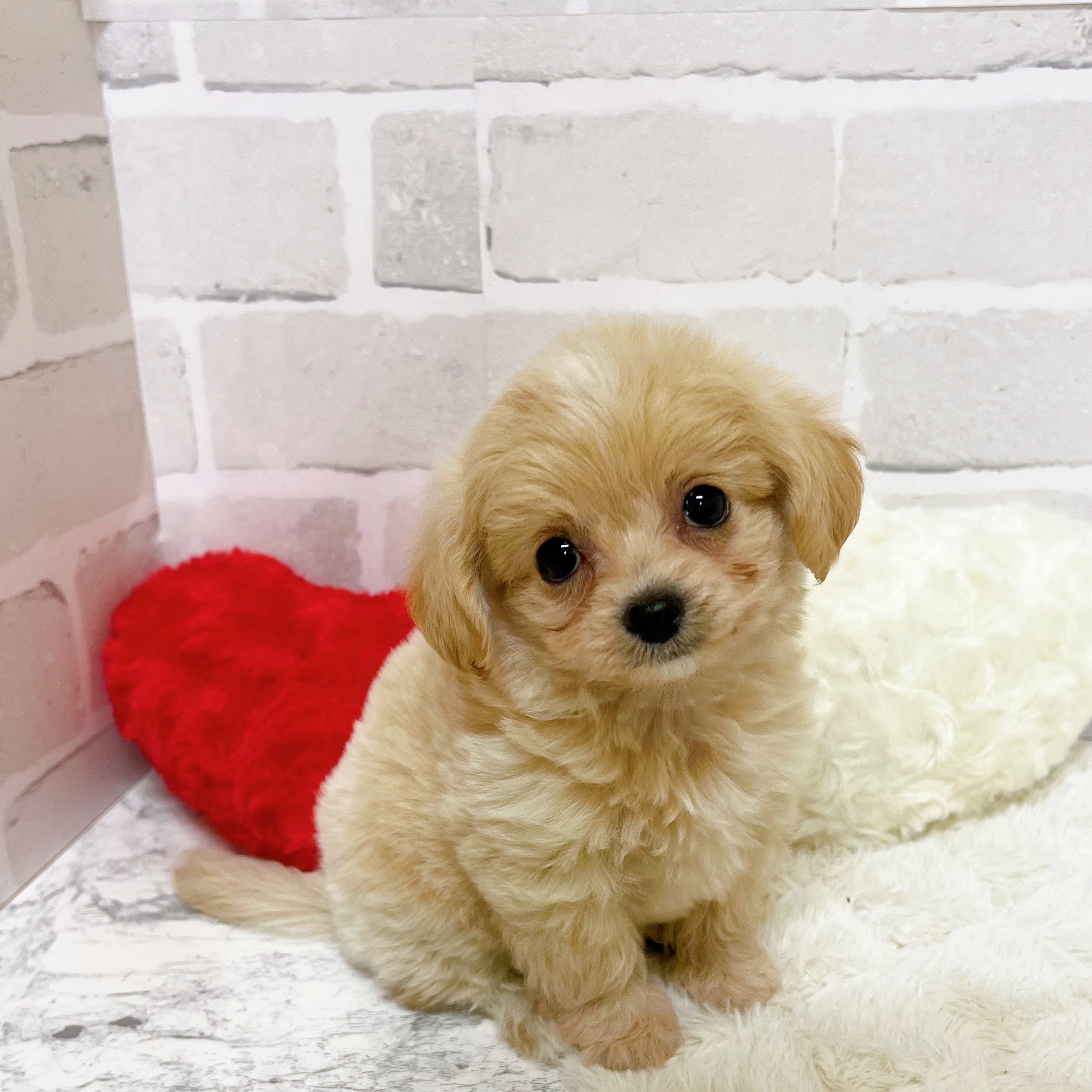 京都府のチワプー/プーチー(チワワ×プードル) (犬の家＆猫の里京都精華店/2025年9月13日生まれ/女の子/クリーム)の子犬の3枚目の画像