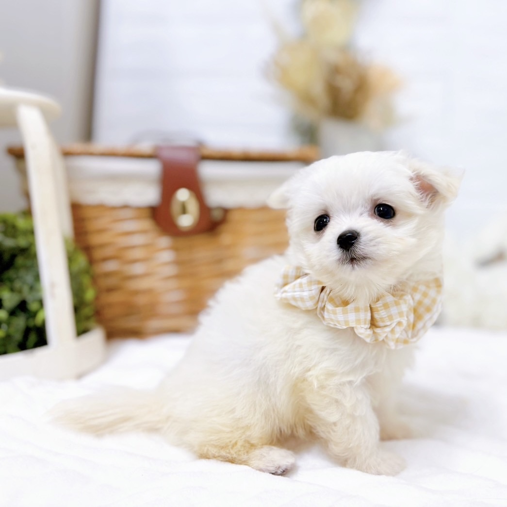 滋賀県のチワマル/マルチワ(チワワ×マルチーズ) (犬の家＆猫の里近江八幡店/2025年9月17日生まれ/女の子/ホワイト)の子犬の3枚目の画像