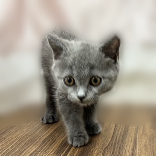 兵庫県のブリティッシュショートヘアー (犬の家＆猫の里カナート西神戸店/2025年9月11日生まれ/男の子/ブルー)の子猫の3枚目の画像