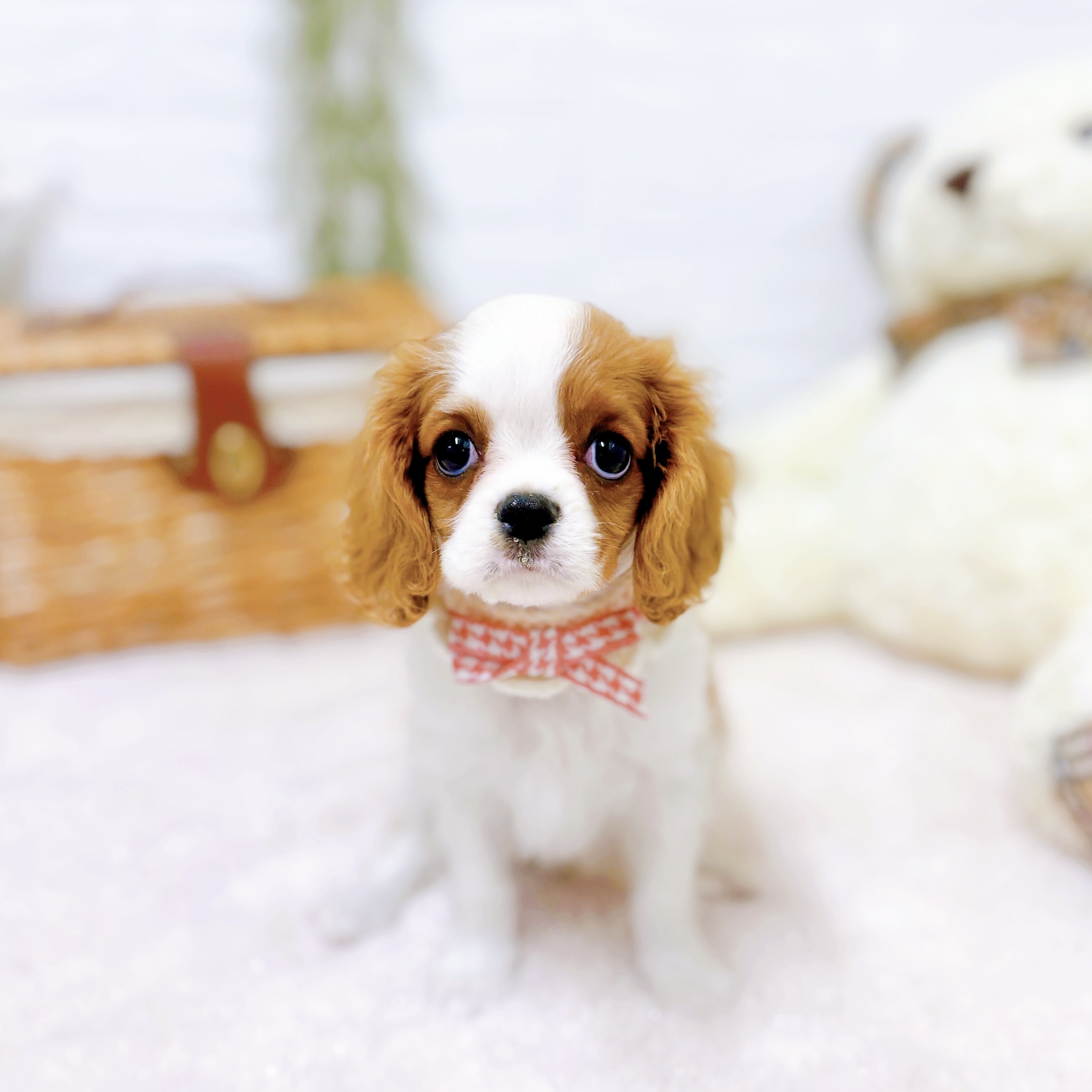 滋賀県のキャバリアキングチャールズスパニエル (犬の家＆猫の里近江八幡店/2025年9月14日生まれ/女の子/ブレンハイム)の子犬の3枚目の画像