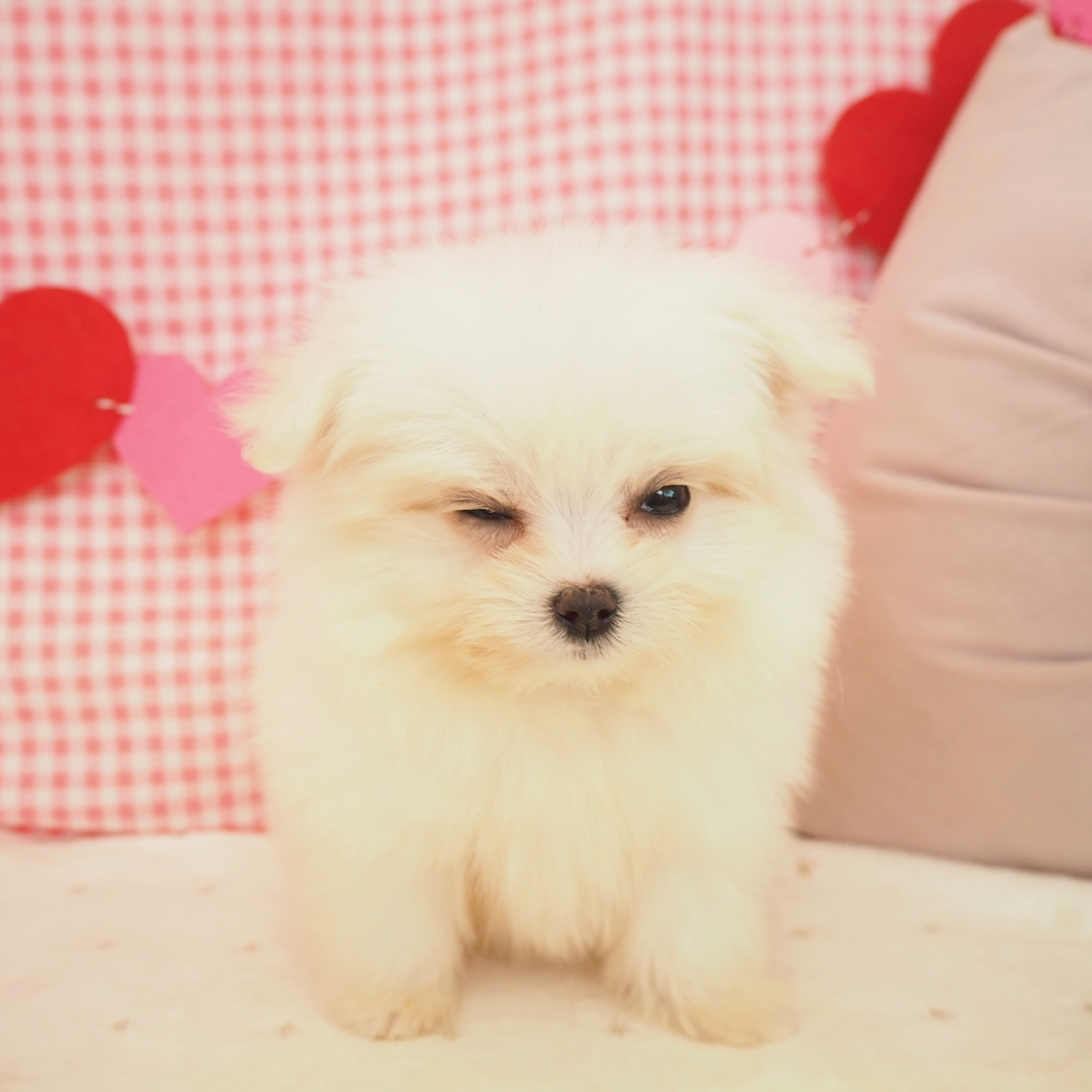 大阪府のポメマル/マルポメ(ポメラニアン×マルチーズ) (犬の家＆猫の里もりのみやキューズモールBASE店/2025年9月18日生まれ/女の子/ホワイト)の子犬の3枚目の画像