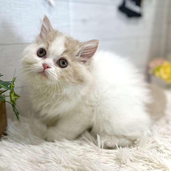 愛知県のスコティッシュフォールド (犬の家＆猫の里豊田店/2025年9月15日生まれ/男の子/クリームタビーホワイト)の子猫の3枚目の画像