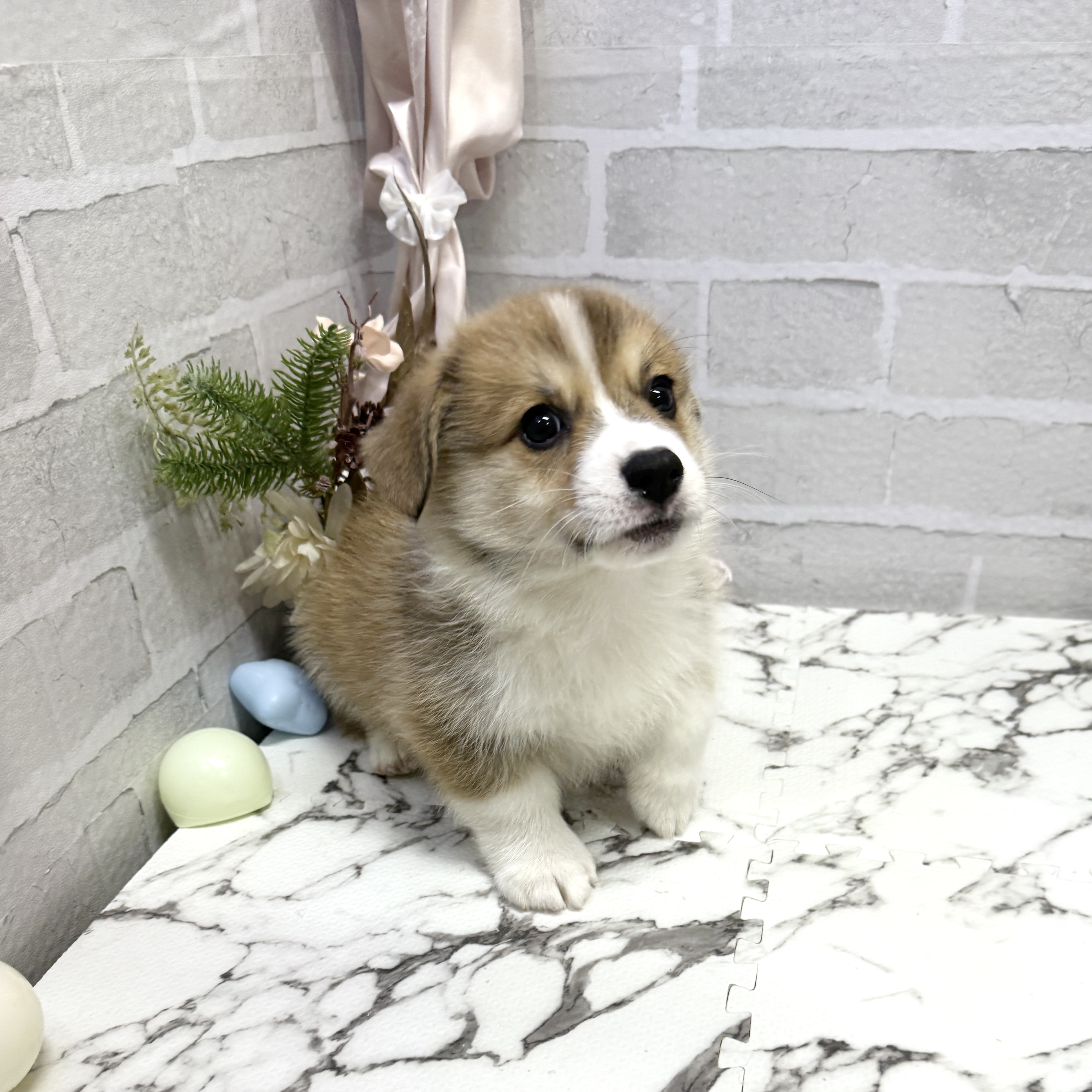 愛知県のウェルシュコーギーペンブローク (犬の家＆猫の里岡崎店/2025年9月19日生まれ/男の子/セーブルホワイト)の子犬の3枚目の画像