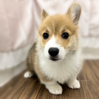 兵庫県のウェルシュコーギーペンブローク (犬の家＆猫の里カナート西神戸店/2025年9月19日生まれ/男の子/セーブルホワイト)の子犬の3枚目の画像