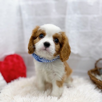 滋賀県のキャバリアキングチャールズスパニエル (犬の家＆猫の里長浜店/2025年9月20日生まれ/男の子/ブレンハイム)の子犬