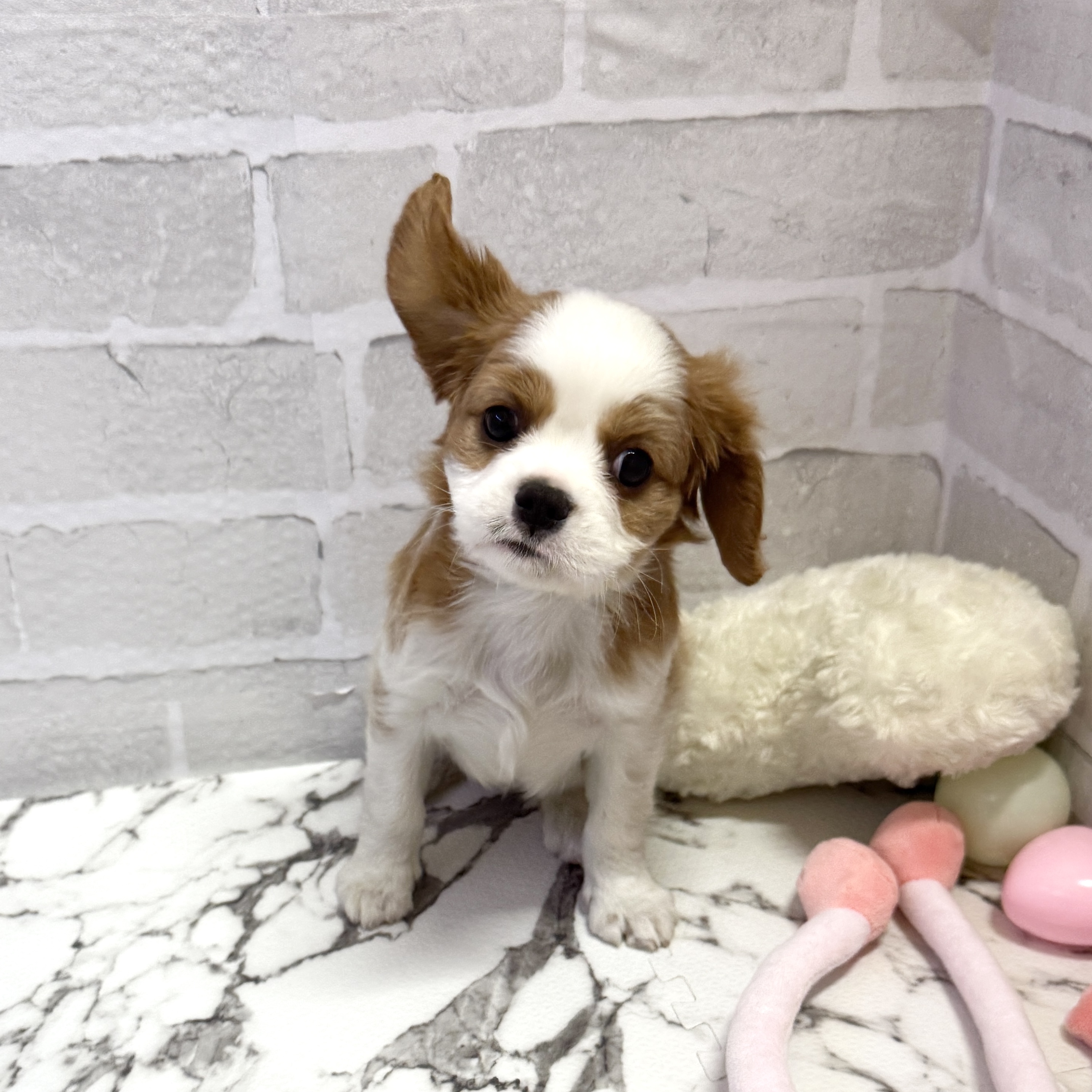 愛知県のキャバリアキングチャールズスパニエル (犬の家＆猫の里岡崎店/2025年9月20日生まれ/女の子/ブレンハイム)の子犬の3枚目の画像