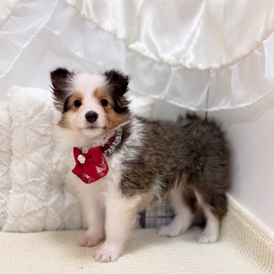 岐阜県のシェットランドシープドッグ (犬の家＆猫の里カラフルタウン岐阜店/2025年9月19日生まれ/女の子/セーブルホワイト)の子犬の3枚目の画像