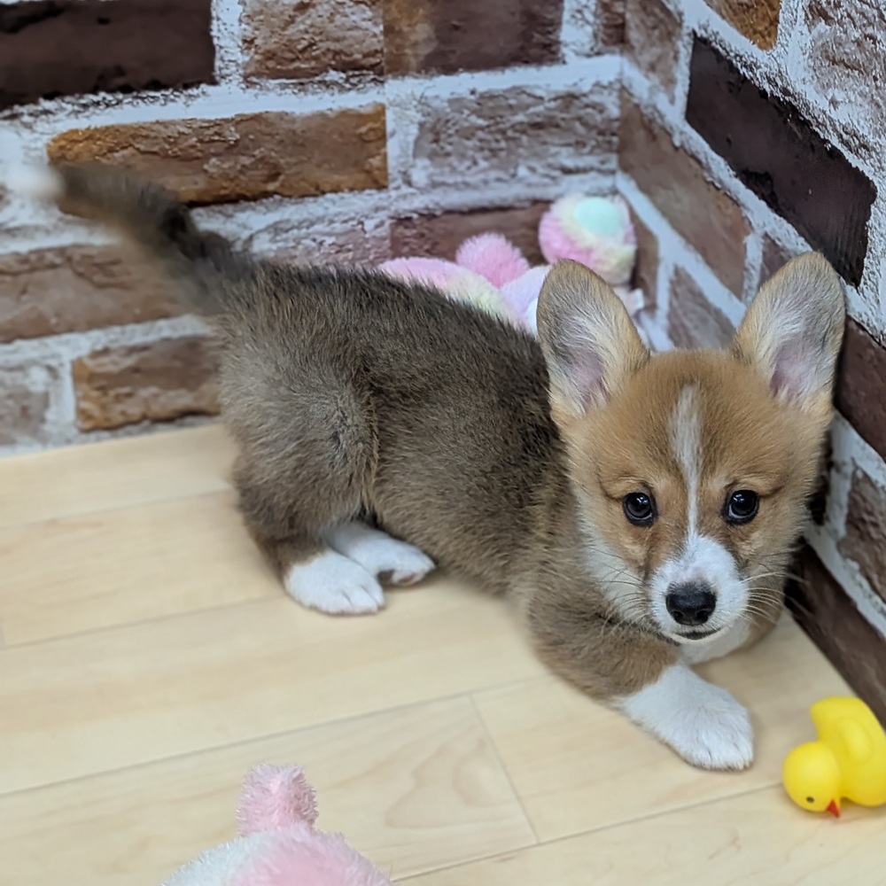 愛知県のウェルシュコーギーペンブローク (犬の家＆猫の里七宝店/2025年9月17日生まれ/男の子/レッドホワイト)の子犬の3枚目の画像