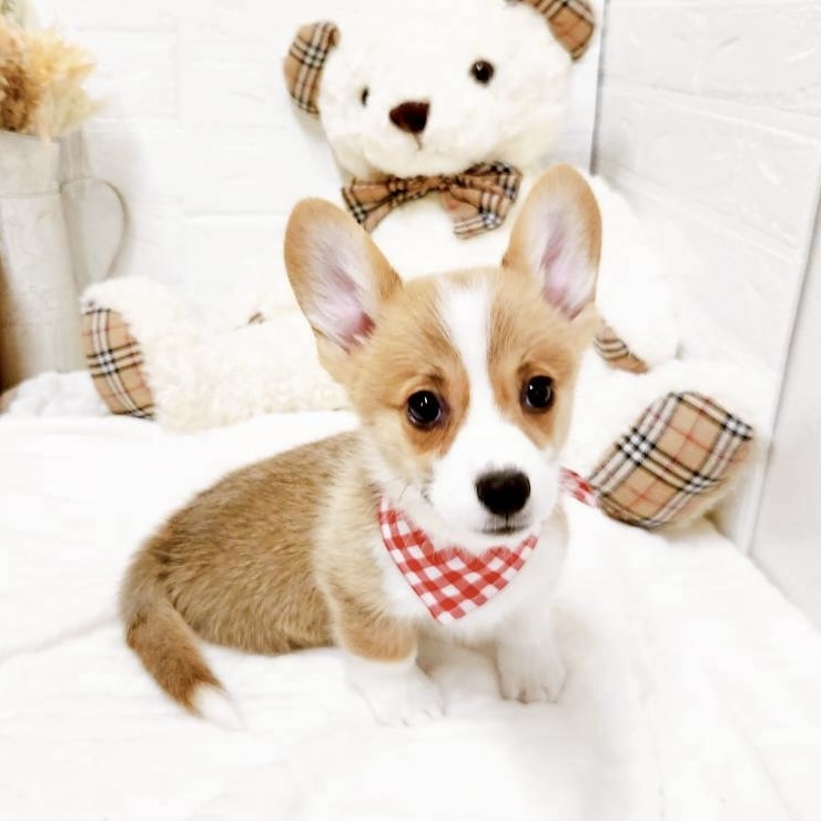 滋賀県のウェルシュコーギーペンブローク (犬の家＆猫の里近江八幡店/2025年9月17日生まれ/女の子/レッドホワイト)の子犬の3枚目の画像