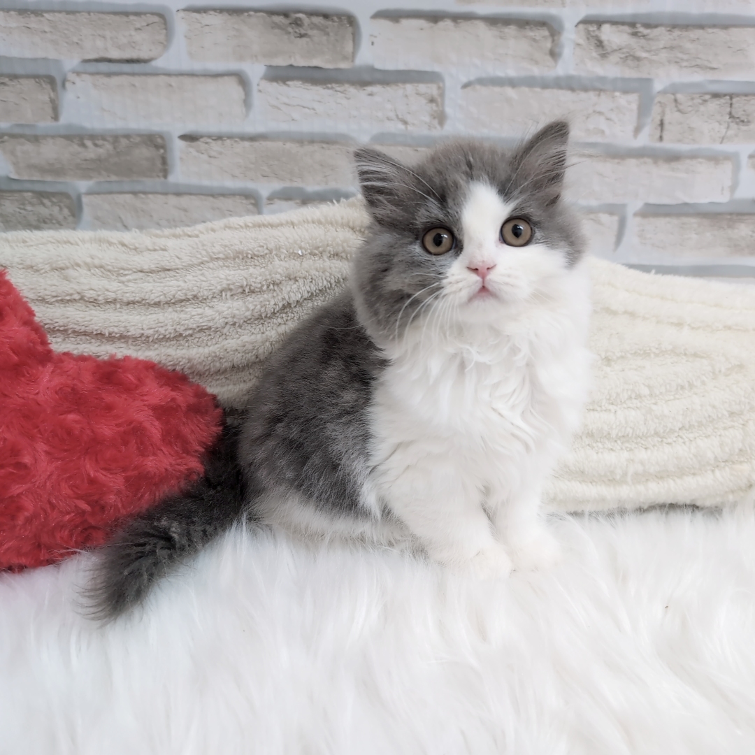 神奈川県のブリティッシュロングヘアー (犬の家＆猫の里モザイクモール港北店/2025年9月18日生まれ/女の子/ブルーホワイト)の子猫の1枚目の画像