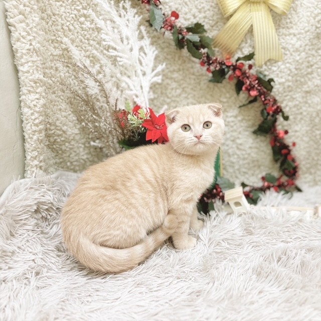 静岡県のスコティッシュフォールド (犬の家＆猫の里藤枝店/2025年9月12日生まれ/男の子/クリームタビー)の子猫の3枚目の画像