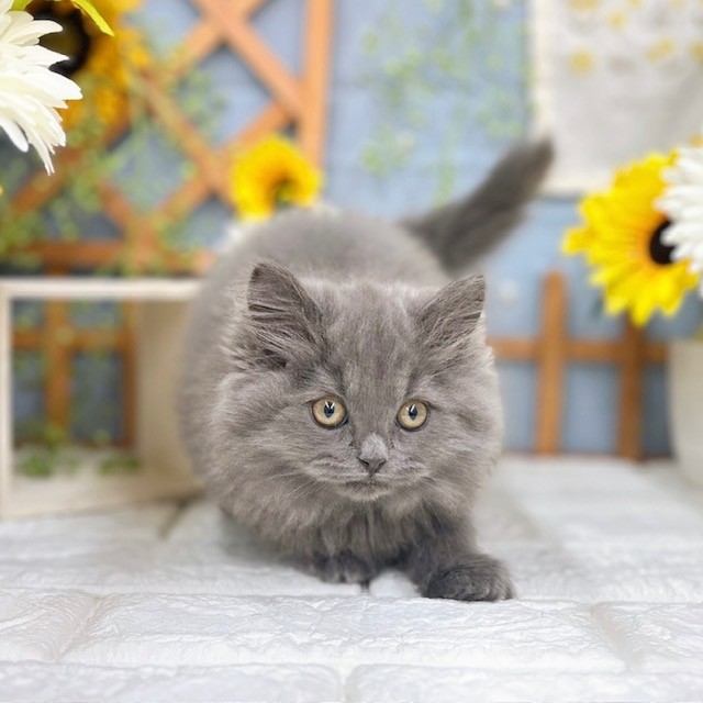 千葉県のスコティッシュストレート (犬の家＆猫の里ワンズモール稲毛店/2025年9月18日生まれ/男の子/ブルー)の子猫の3枚目の画像